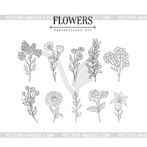 Flower Herbarium Realistic Sketch - vector clip art