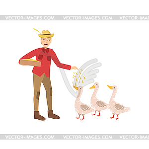Man Feeding Three Geese With Seeds - vector clipart