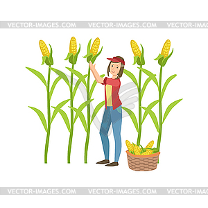 Woman Collecting Ripe Corn - vector clipart / vector image