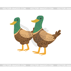 Two Male Ducks Walking - vector image