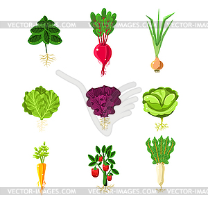 Fresh Vegetables With Roots Primitive s Set - color vector clipart