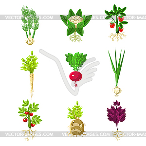 Fresh Vegetables With Roots Primitive Drawings Set - vector clipart