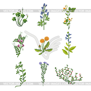 Wild Flowers Collection Of Detailed s - vector image