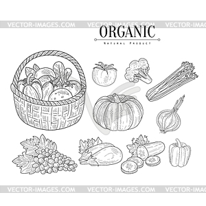 Organic Farm Vegetables Realistic Sketches - vector clip art