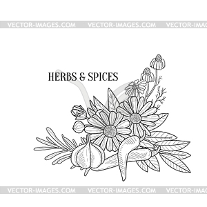 Herbs And Spices Bouquet Realistic Sketch - vector image