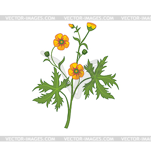 Buttercup Wild Flower Detailed - vector clipart