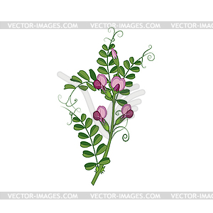 Sweet Pea Wild Flower Detailed - vector clipart