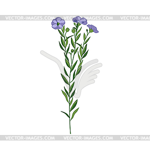 Flax Wild Flower Detailed - vector image