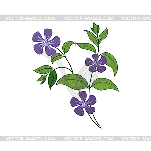 Periwinkle Wild Flower Detailed - vector image
