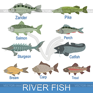 Речной рыбы идентификации Slate с именами - клипарт в векторе