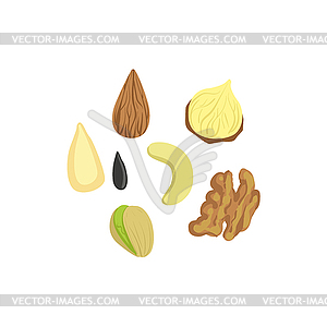 Nuts Product Rich In Folic Acid - vector image