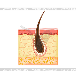 Dermatology Skincare Anatomical Info Demonstrating - vector clip art