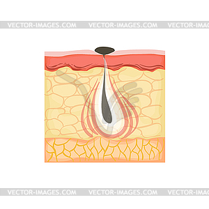 Dermatology Skincare Anatomical Info Demonstrating - vector clip art