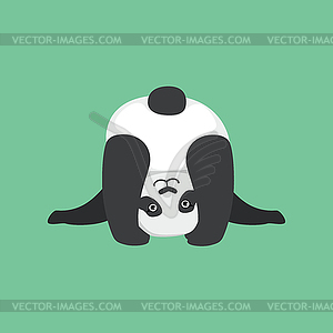 Cute Panda Character Looking Upside Down - royalty-free vector clipart
