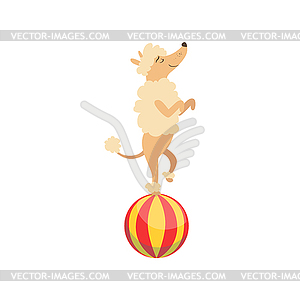 Circus Trained Poodle Dog Animal Artist Performing - vector image