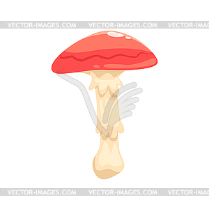 Orange-Cap Boletus Mushroom Element Of Forest - vector image