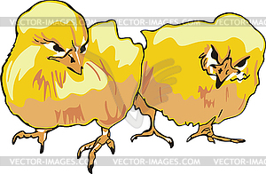 Two chicks - vector clipart