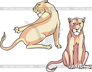 Two lionesses - vector clip art