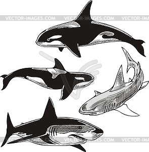 Sharks and killer whales - vector clipart / vector image