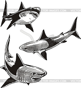 Three sharks - vector image