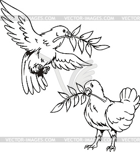 Doves with olive branches - vector EPS clipart