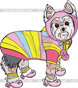 Dressed yorkshire terrier - vector image