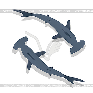 Hammer sharks - vector image