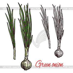 Green onion, leek or scalion vegetable sketch - vector clip art