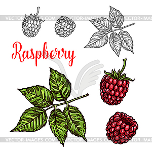 Raspberry fruit sketch of red berry and green leaf - vector clip art