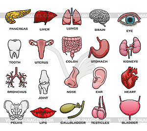 Человеческий орган, часть тела, набор иконок костей и суставов - клипарт