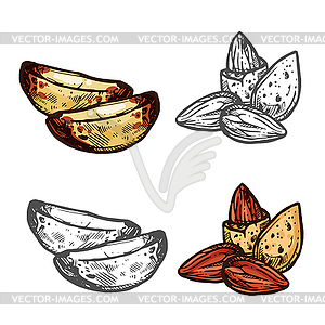 Алмонд и бразильский ореховый эскиз для дизайна суперпродуктов - векторный рисунок