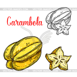 Carambola fruit sketch of tropical starfruit - vector clip art