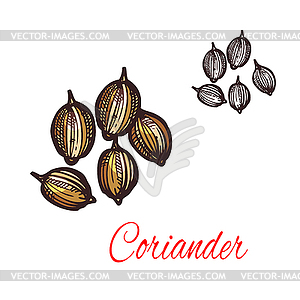 Coriander seed sketch of cilantro spice design - vector clip art