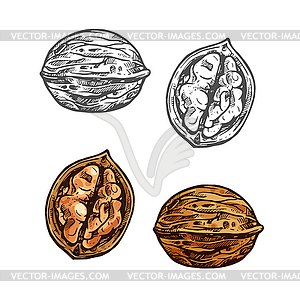 Walnut sketch of whole nut, nutshell and kernel - vector clipart