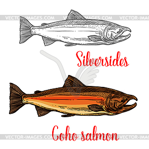 Coho salmon fish sketch of marine animal design - vector clipart / vector image