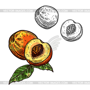 Peach fruit sketch of nectarine with green leaf - vector clipart