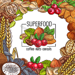 Superfood poster with nut, cereal, seed and bean - vector image