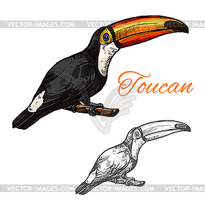 Toucan эскиз экзотической птицы значок - клипарт в векторном формате