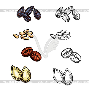 Орехи бобы и семена эскиз иконки - векторный клипарт EPS