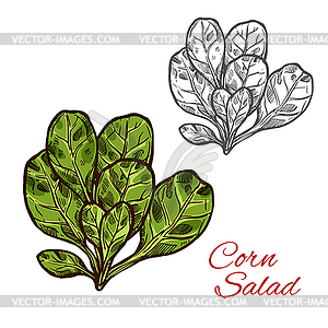 Эскиз кукурузы салат - иллюстрация в векторном формате