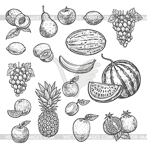 Sketch fruits icons - vector clip art