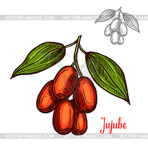 Значок фруктовой ягоды Jujube - стоковый клипарт