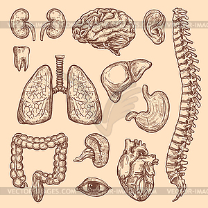 Human organs sketch body anatomy icons - vector clip art