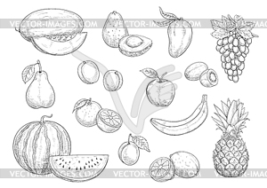 Fruit sketch set for food, juice design - vector image