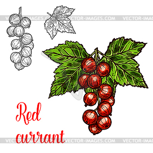 Red currant sketch fruit berry icon - vector clipart