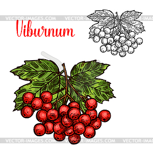 Viburnum fruit sketch of red berry and green leaf - vector clipart / vector image