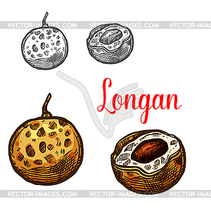 Longan fruit sketch of asian exotic tropical berry - vector clipart