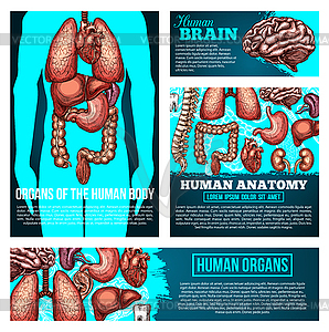Баннер анатомии человеческого тела с органом, костный эскиз - стоковый векторный клипарт