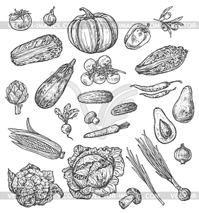 Vegetable and mushroom sketch of fresh veggies - vector image