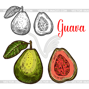 Гуава тропический фруктовый эскиз свежей экзотической ягоды - иллюстрация в векторе